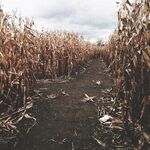 Onlyfans Anna Blossom