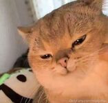 Mollychan - mollyflwrs