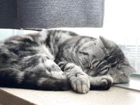 Jav Artist - inkyung97