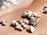 Katya Clover - Nudist Beach Free