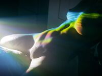 mia rand - projector smut