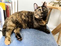 Your Submissive Doll Onlyfans 1