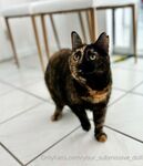 Your Submissive Doll Onlyfans 1