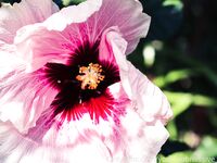 Your Submissive Doll Onlyfans 1