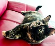 Your Submissive Doll Onlyfans 1