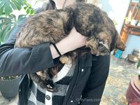 Your Submissive Doll Onlyfans 1