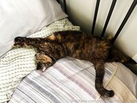 Your Submissive Doll Onlyfans 1