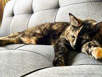 Your Submissive Doll Onlyfans 1