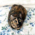 Your Submissive Doll Onlyfans 2