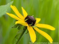 Your Submissive Doll Onlyfans 2