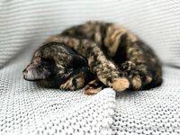 Your Submissive Doll Onlyfans 2