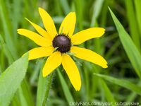 Your Submissive Doll Onlyfans 2