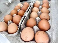 Your Submissive Doll Onlyfans 2