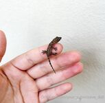 Your Submissive Doll Onlyfans 2