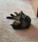 Your Submissive Doll Onlyfans 2