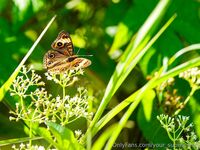 Your Submissive Doll Onlyfans 2