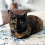 Your Submissive Doll Onlyfans 3