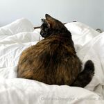 Your Submissive Doll Onlyfans 3