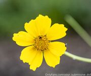 Your Submissive Doll Onlyfans 3