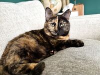 Your Submissive Doll Onlyfans 3