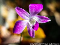 Your Submissive Doll Onlyfans 3