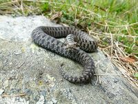 Avaeuphoria Onlyfans