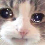 Onlyfans bambiisforest