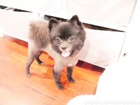 Onlyfans bambiisforest