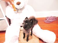 Onlyfans bambiisforest