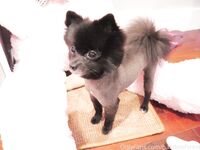 Onlyfans bambiisforest