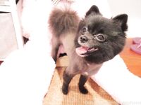 Onlyfans bambiisforest