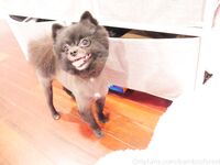 Onlyfans bambiisforest