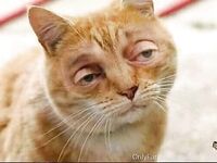 Onlyfans bambiisforest