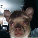 Onlyfans bambiisforest