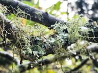 xevbellringer69 - OF dump HQ