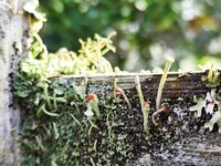 xevbellringer69 - OF dump HQ