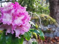 xevbellringer69 - OF dump HQ