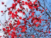 xevbellringer69 - OF dump HQ