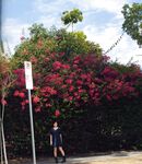 [GRAVURE] Morning Musume - Ai Kago 加護亜依