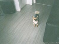 Onlyfans RaelilblackOfficial - Photoalbum 1