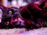 Asuka jumpsuit Cute Rawr