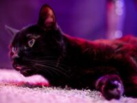 Asuka jumpsuit Cute Rawr