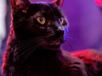 Asuka jumpsuit Cute Rawr