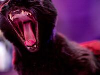 Asuka jumpsuit Cute Rawr