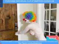 ENF VIDEO CLOWN GIRL JESTER SLAVE NUDE HAIRY HUMILIATION ASS