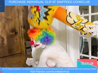 ENF VIDEO CLOWN GIRL JESTER SLAVE NUDE HAIRY HUMILIATION ASS