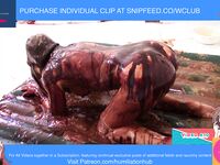 Rich Bully Girl Humiliates the Maid hogtied nude naked messy