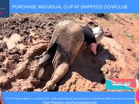 ENF VIDEO WEDDING GUEST STRANDED STUCK IN MUD NUDE