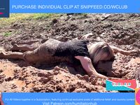 ENF VIDEO WEDDING GUEST STRANDED STUCK IN MUD NUDE