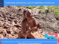 ENF VIDEO WEDDING GUEST STRANDED STUCK IN MUD NUDE